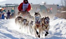 Go Dog-Sled Racing in Alaska